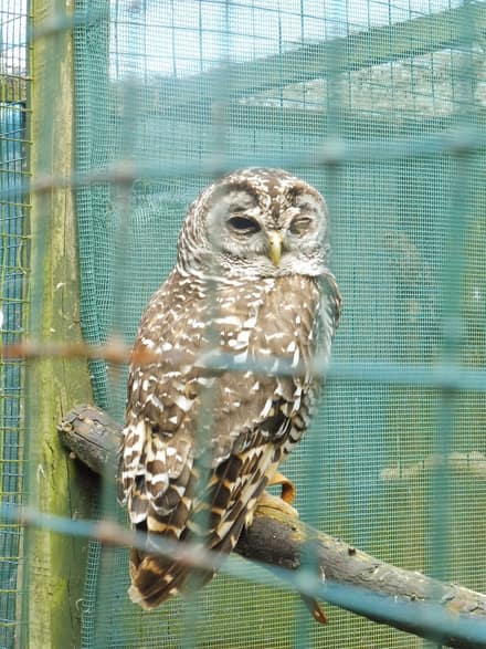 Bodafon Farm Park & the Welsh Mountain Zoo Owls