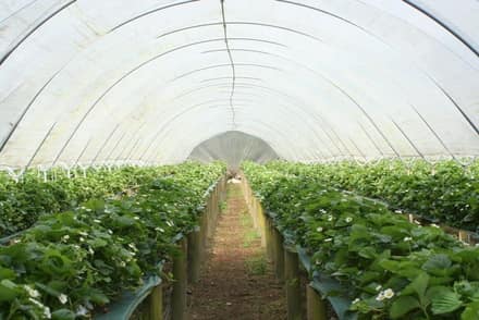 Pick your own at Hooton’s