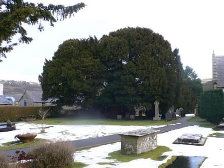 The Llangernyw Yew