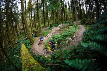The Marin Trail