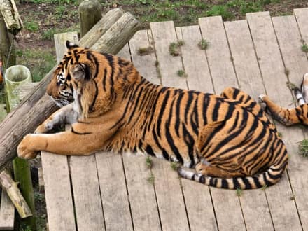Welsh Mountain Zoo
